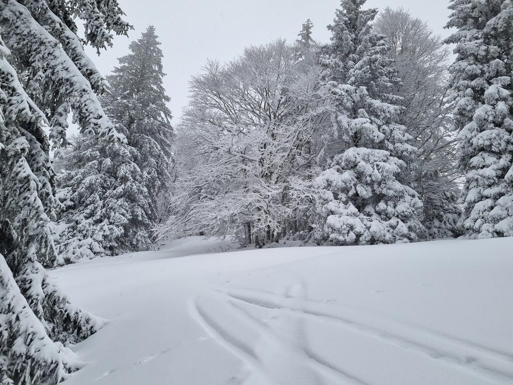 Vor der Mittagspause bin ich 12x am Stück den Cochet gefahren. Überall richtig coole kleine tree runs, habe wirklich enormen Spass hier