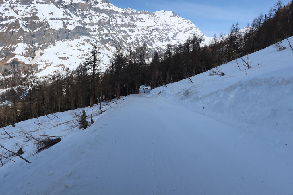 Hier muss eine große Lawine vor kurzem den ganzen Wald abgeräumt haben