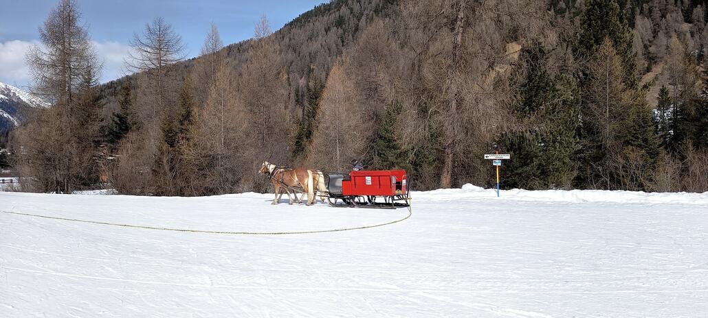 Kostenloses Pferdetaxi, man kann aber auch skaten