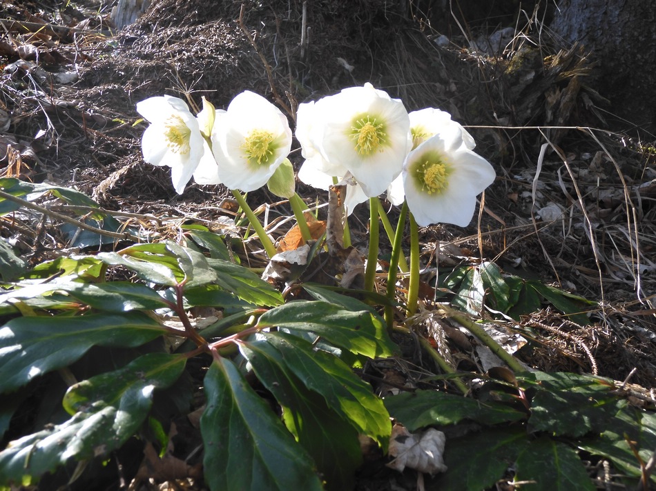 Am Pistenrand macht sich der Frühling bemerkbar