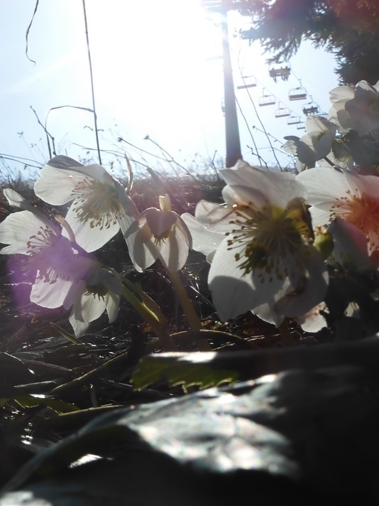 Oben im Lift die Schifahrer - Unten am Boden der Frühling