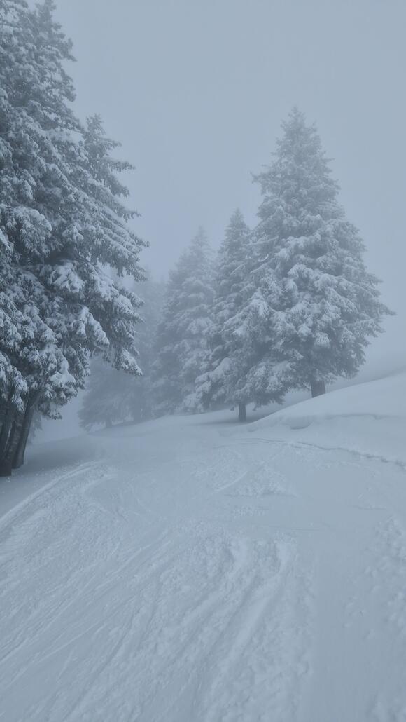 20260220_121131.jpg (353.63 KiB) 1275 mal betrachtet Oberster Teil der Piste zwischen verschneiten Bäumen, schön fürs Auge!