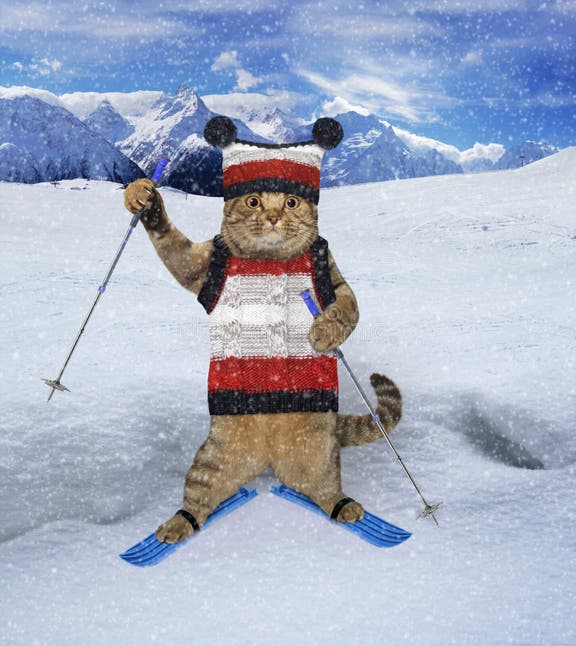 beige-cat-dressed-sweater-knitted-hat-skiing-mountains-cat-skier-sweater-mountains-210233538.jpg