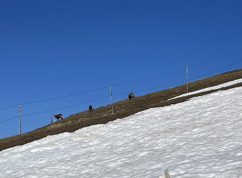 Gämsen waren auch zu Besuch.