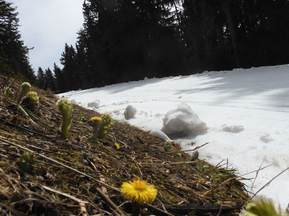 Der Frühling kommt in großen Schritten auf uns zu. Die Schisaison 25/26 ist damit für mich zu Ende.