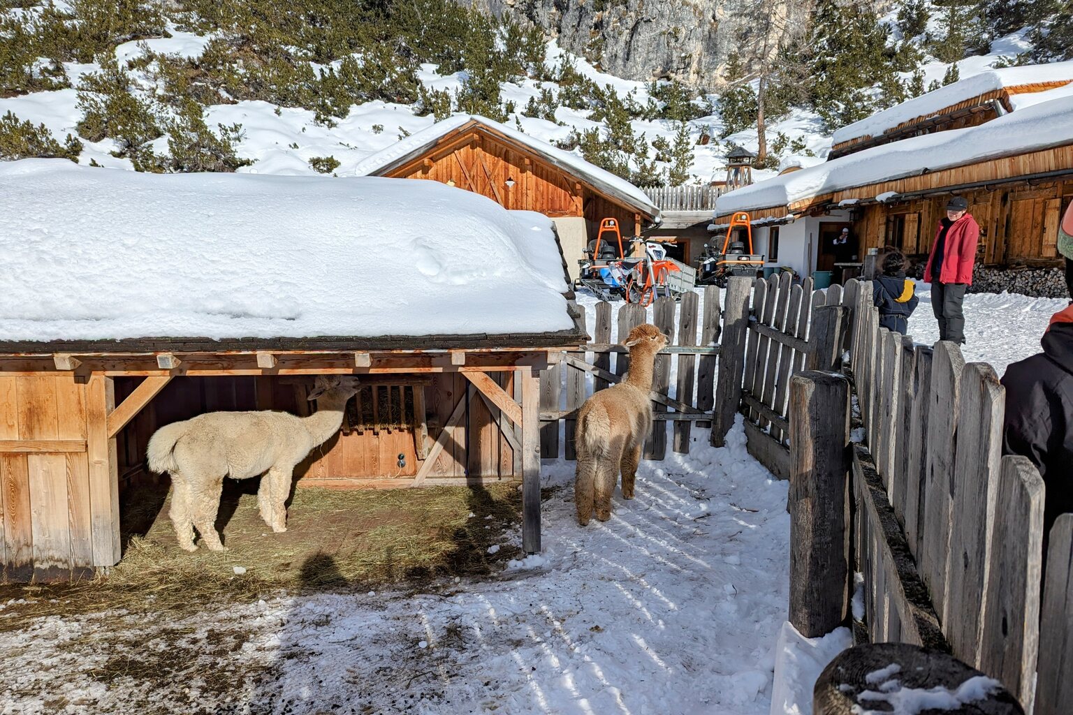 Die beiden Alpakas sind auch noch da!