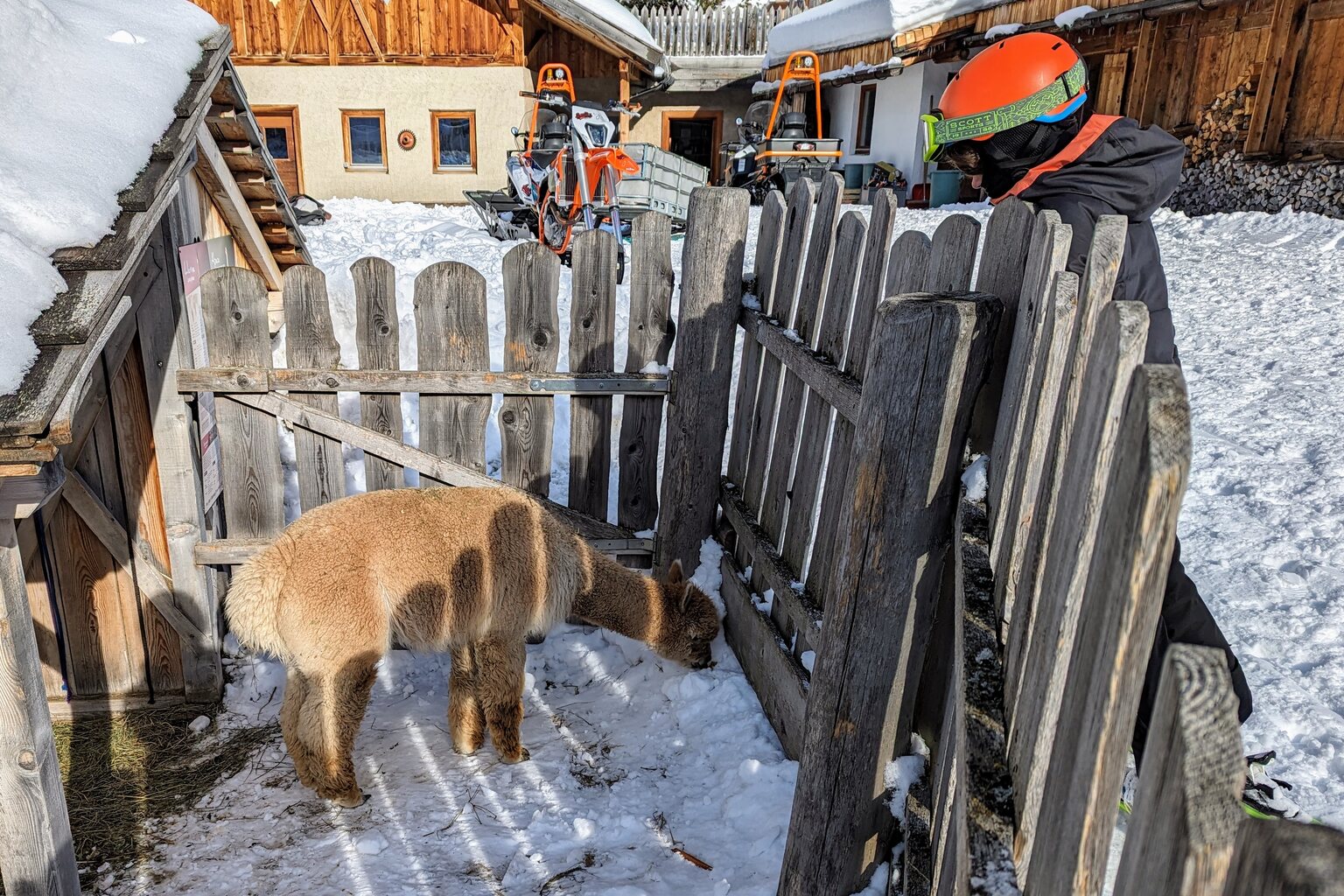 Die beiden Alpakas sind auch noch da!