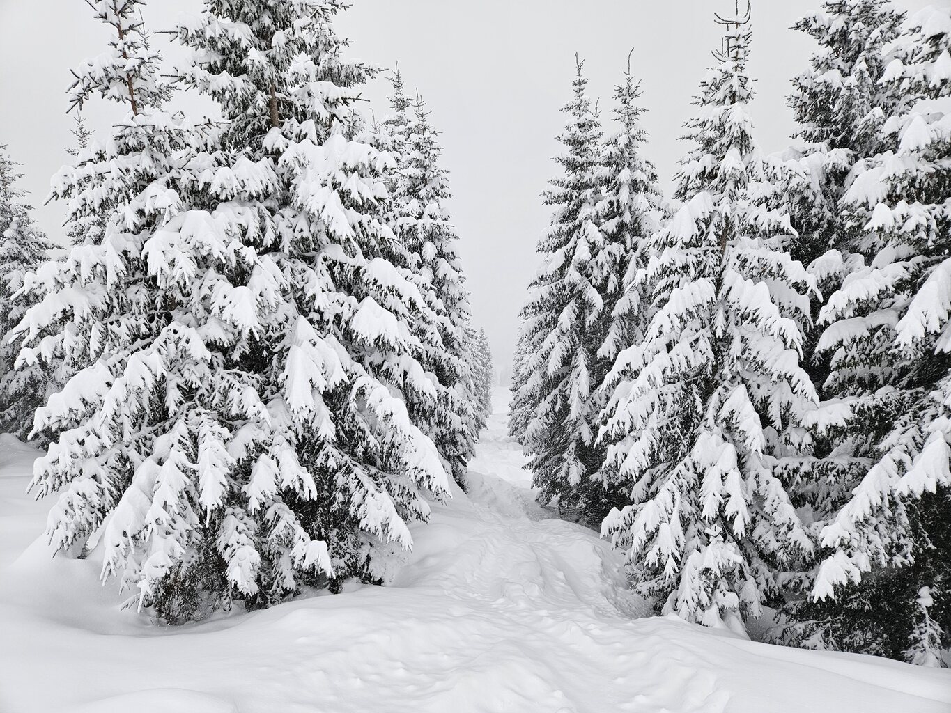 Im Wald dagegen relativ gute Sicht, nur das erreichen ist nicht so leicht.