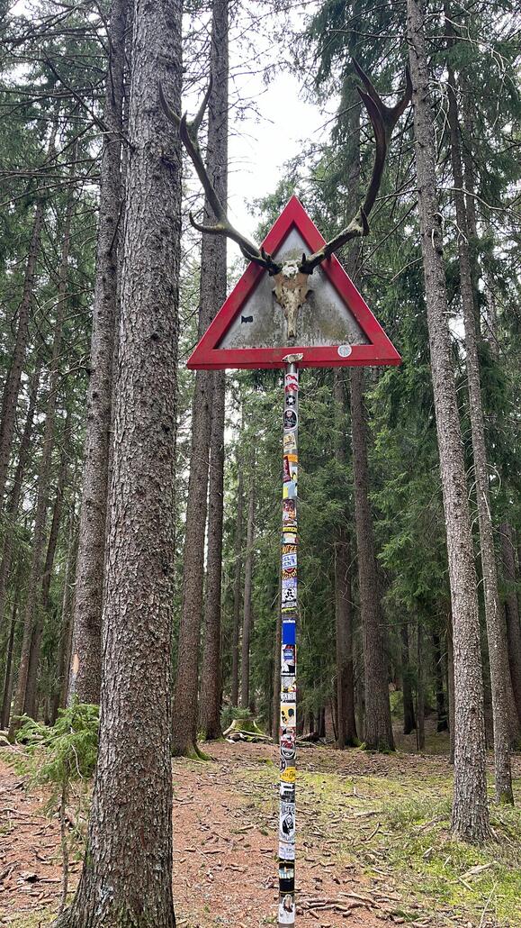 Hirsche Vorfahrt achten?