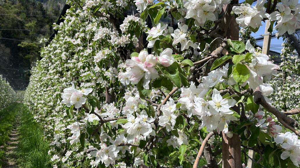 Lange wird es die Blütenpracht nicht mehr geben