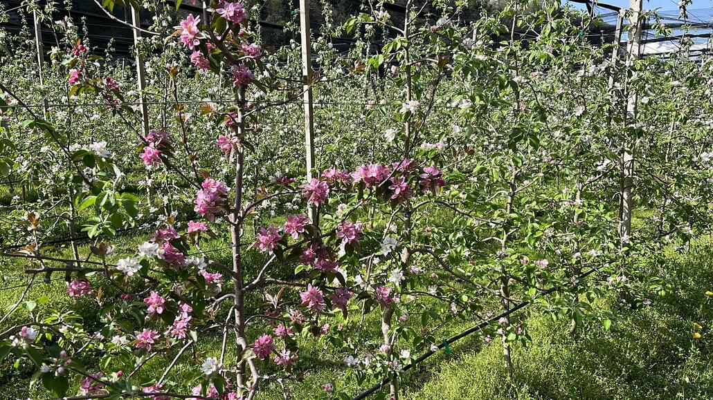 Da hat sich wohl eine andere Apfelsorte dazwischen gemogelt