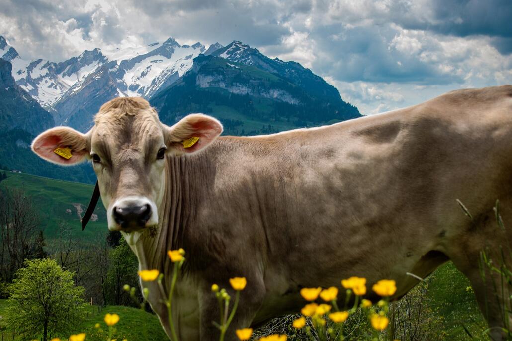 Fänerenspitz 050-1_ergebnis.jpg