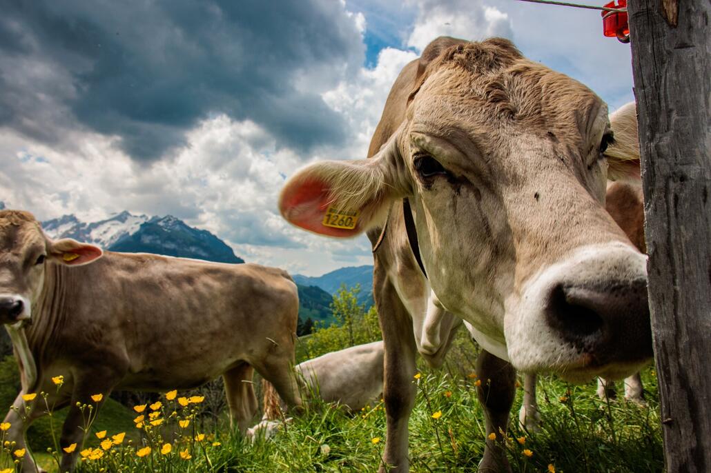 Fänerenspitz 051-1_ergebnis.jpg