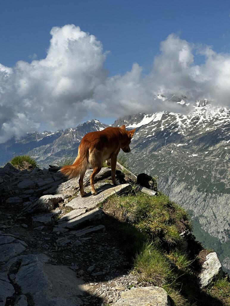 IMG_4714.JPG (629.72 KiB) 1190 mal betrachtet Ah ja, ein Marmott gehört?