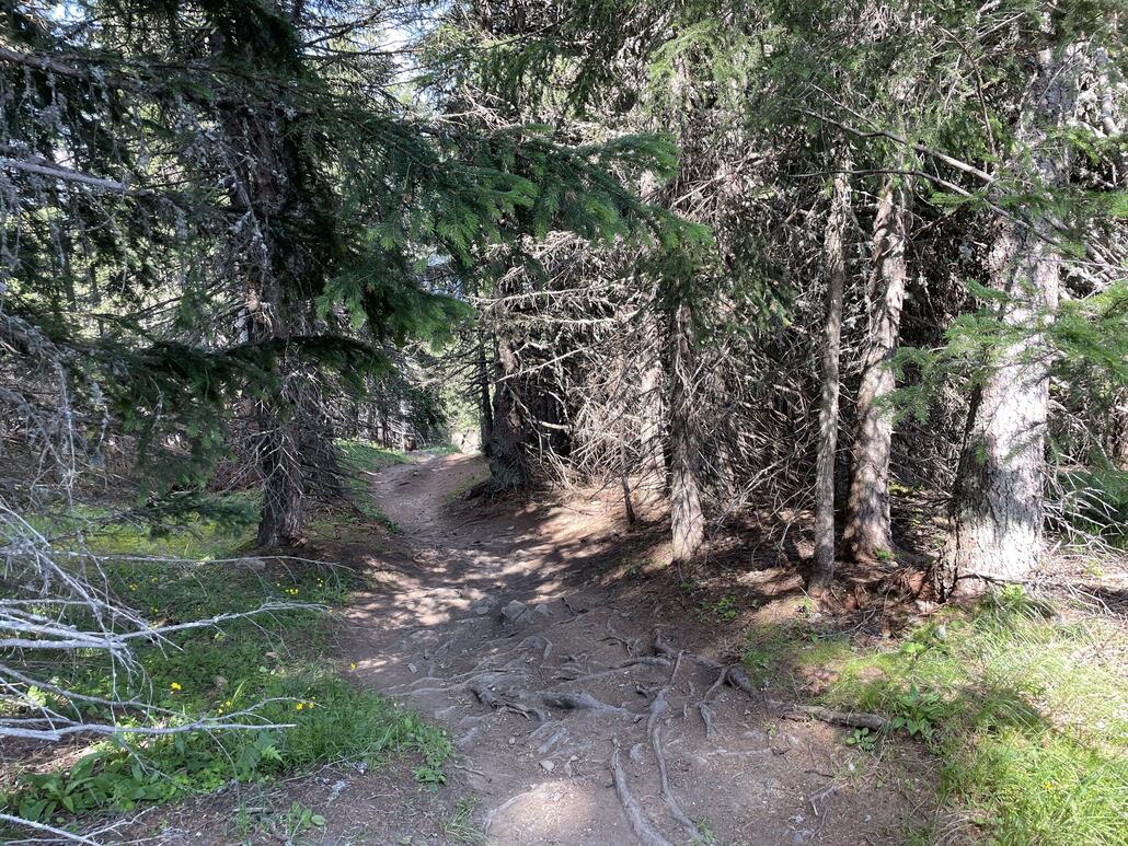 Wurzelige Abschnitte im Wald