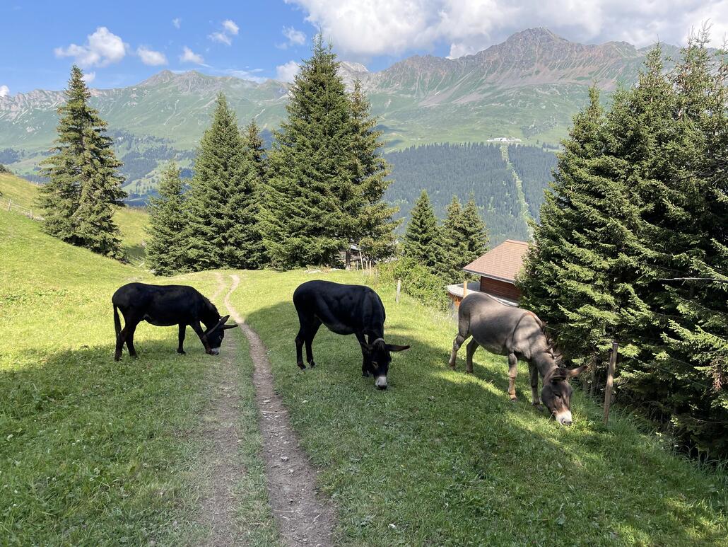 Kurz vor Spoina begegnete ich drei lustigen Zeitgenossen.