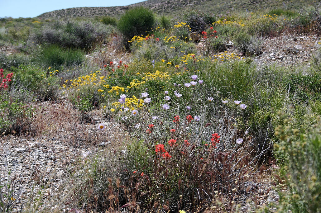 05_0589 Wildrose Road, Blüten_DxO.jpg