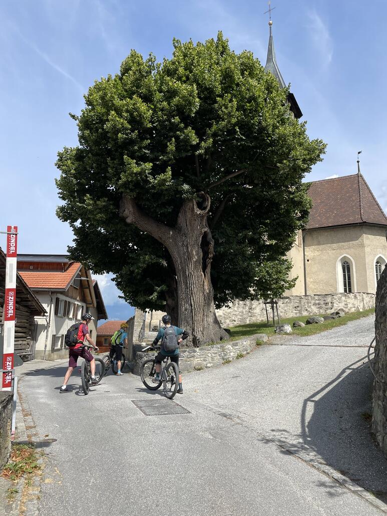 In Scharans steht die älteste Linde der Schweiz. Vor ungefähr 800 Jahren soll sie gepflanzt worden sein.