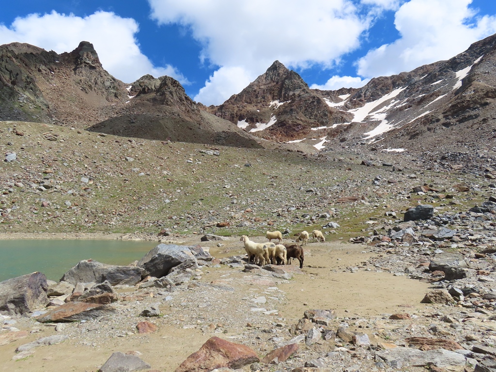 Weißbrunnspitze in der Bildmitte. Die Schafe waren ziemlich frech und leckten die Griffe meiner Wanderstöcke ab.