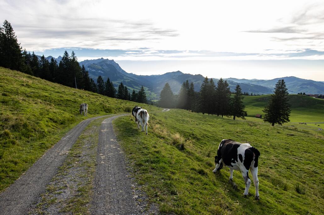 Blick zurück Richtung Alpstein.