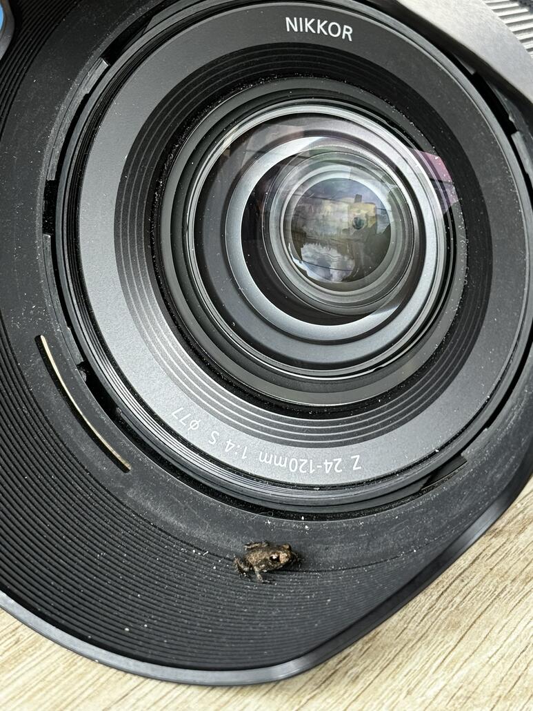 Süsse kleine Fröschli