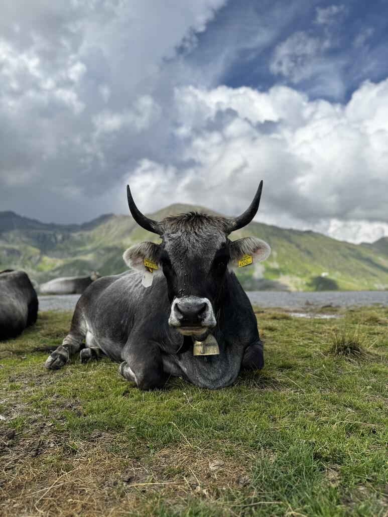 Oben auf dem Lazid assen wir zu Mittag und schauten bei diesen schönen Vieh vorbei