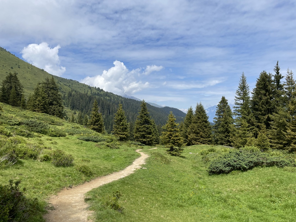 Vom Anfang der Wanderung habe ich keine Bilder. Nach der Edelweisshütte verläuft der Weg auf einer breiten, steilen und wenig fotogenen Strasse. Nach der Hütte erreicht man offenes Gelände. Während der Wanderung ist man oft im Bereich der Waldgrenze, wie auf diesem Foto zu sehen ist.