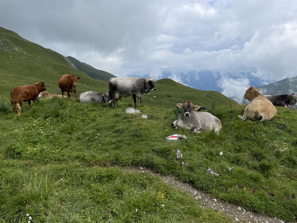 Beim Urdensee weilte eine grosse Herde mit Kühen und Stieren.
