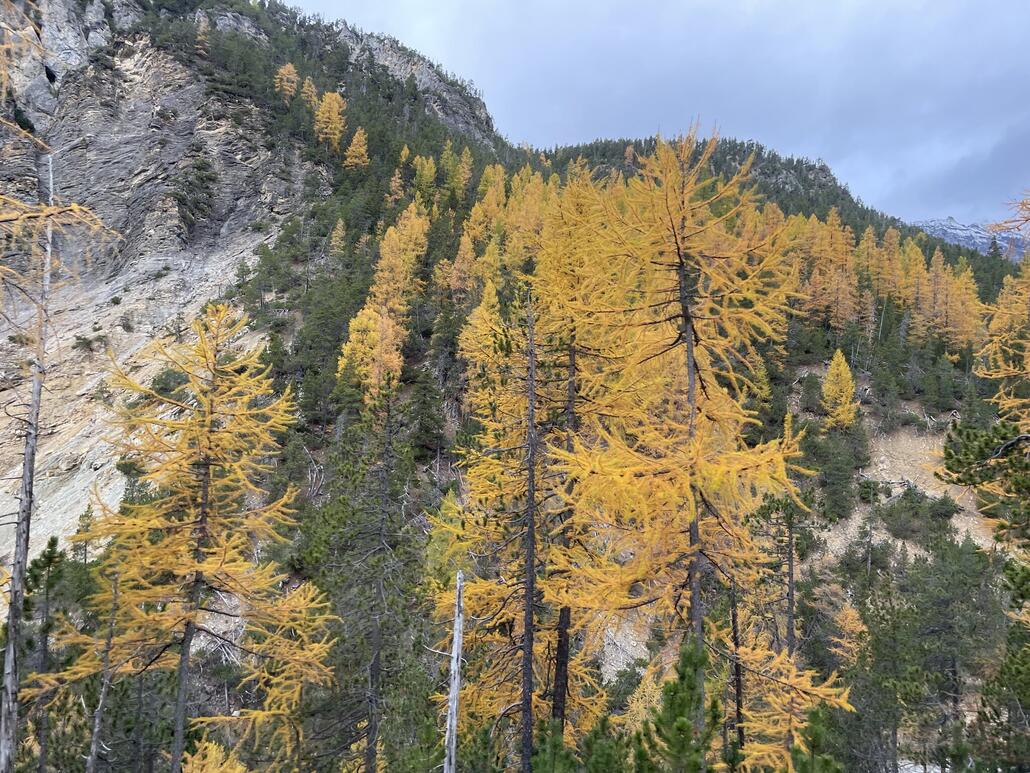 Die Lärchen sind fantastisch schön verfärbt.