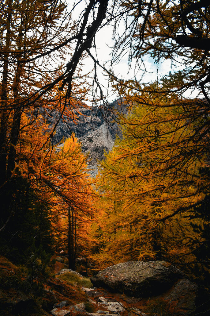 und schon sind wir mitten im wald