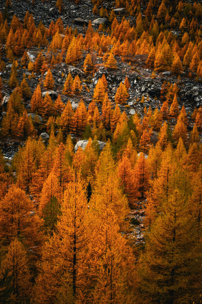 die lärchen strahlen voller kraft ☢️