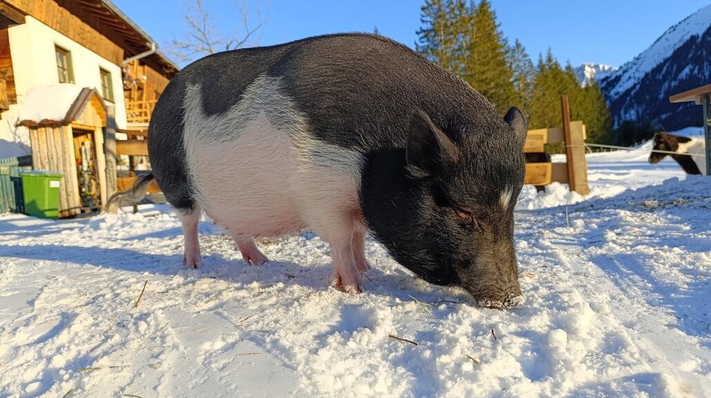 "Schweinekino" - sehr nett, wenn die Sau pünktlich um 15Uhr weiß, dass es draußen was zu futtern gibt.<br />Dann kommt sie aus dem Haus und lässt sich begaffen. <br />Blieb etwas länger. Üblicherweise jede Menge Kinder drumrum.