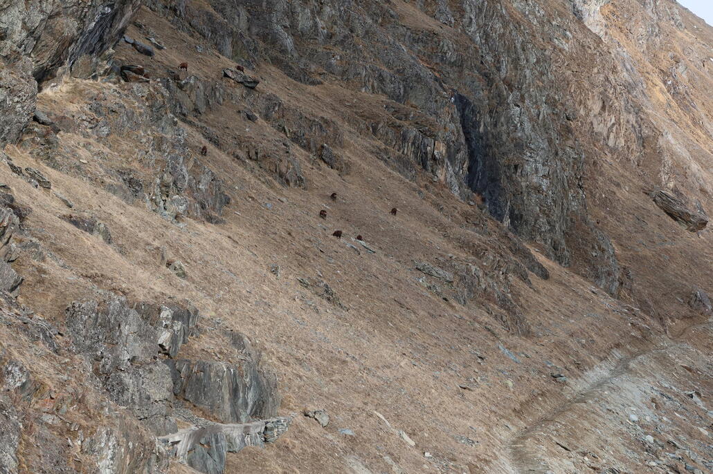 Eine Gruppe Gemsen, ein Tag später ist hier alles wieder weiß
