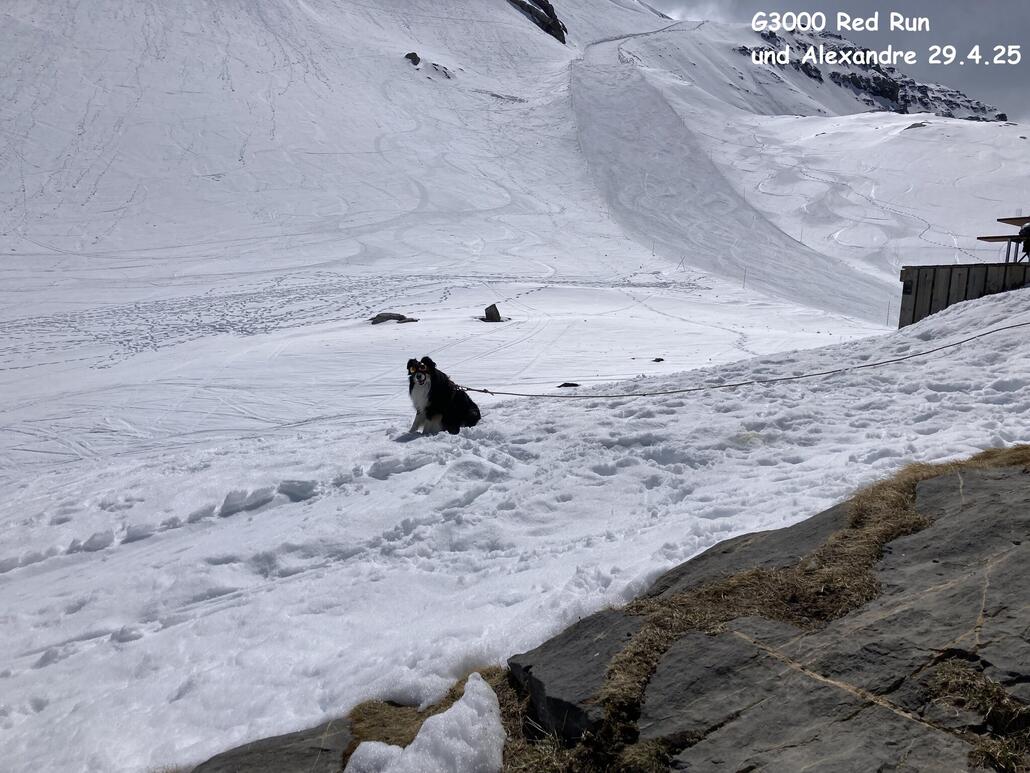 Alexandre Der Fliegerhund ;)