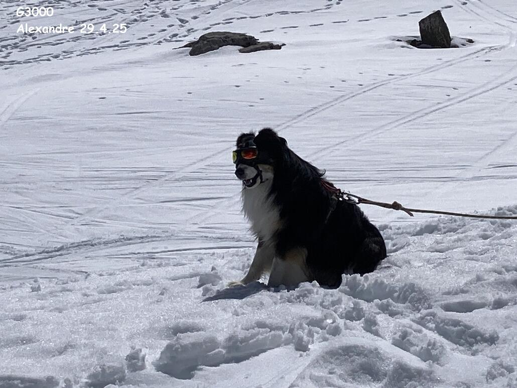 Alexandre Der Fliegerhund ;)