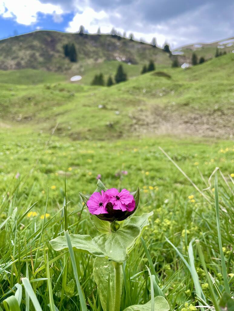 Am Wegesrand verschiedenste Blumen.