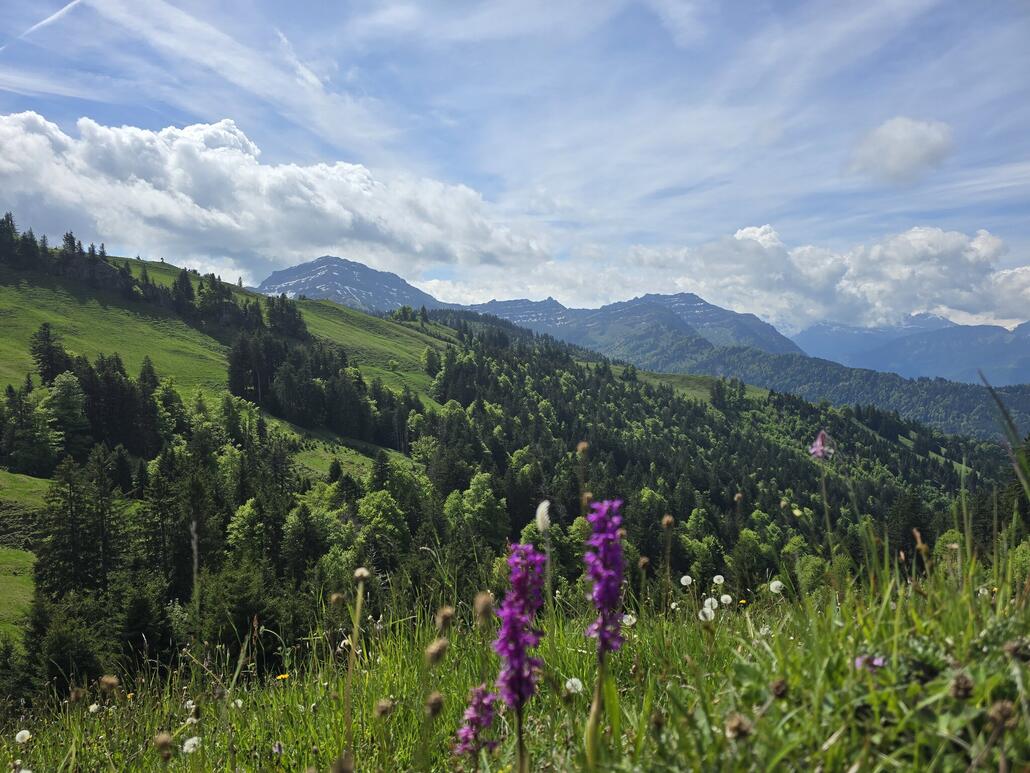 Alpenflora mit Speer im Hintergrund