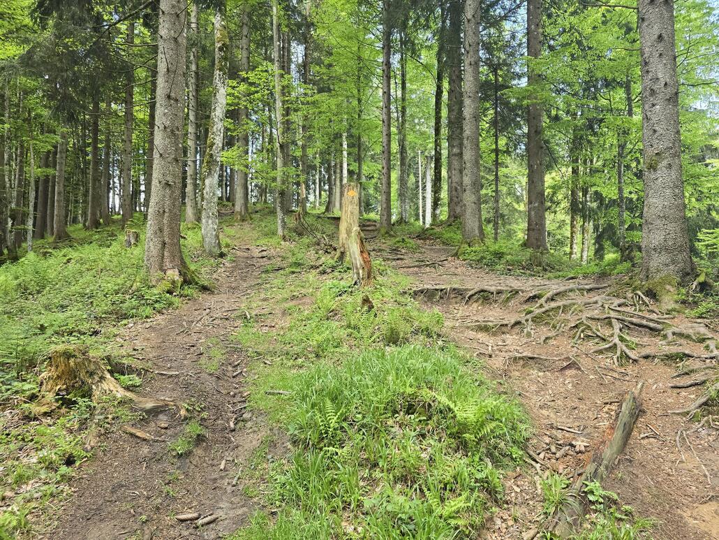 Eine der etlichen wurzeligen Aufstiegen. Auf der linken Seite grundsätzlich fahrbar, sofern man nicht aus dem Gleichgewicht kommt oder sonst einen Fahrfehler begeht.