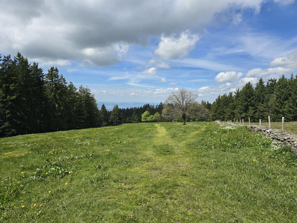 Angekommen auf dem Regelstein, wo sich der Zürichsee zwischen den Bäumen zeigt.