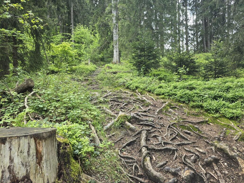 Trail runter zum Ricken