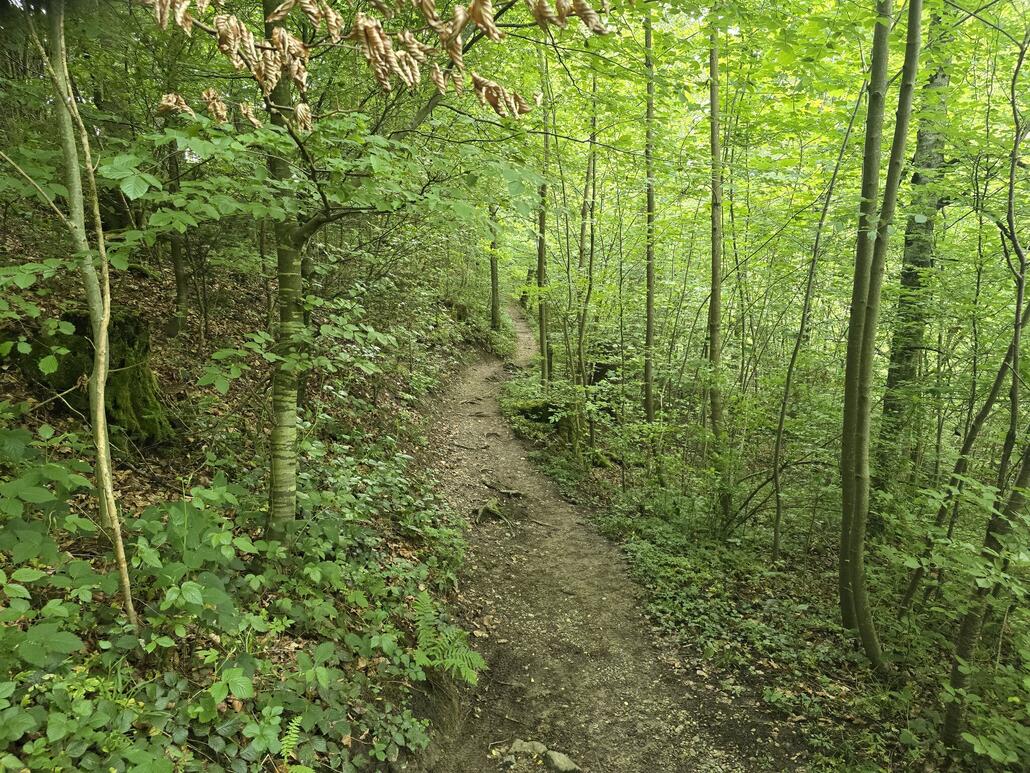 Schöner und wenig begangener Trail zwischen Bettswil und Bäretswil