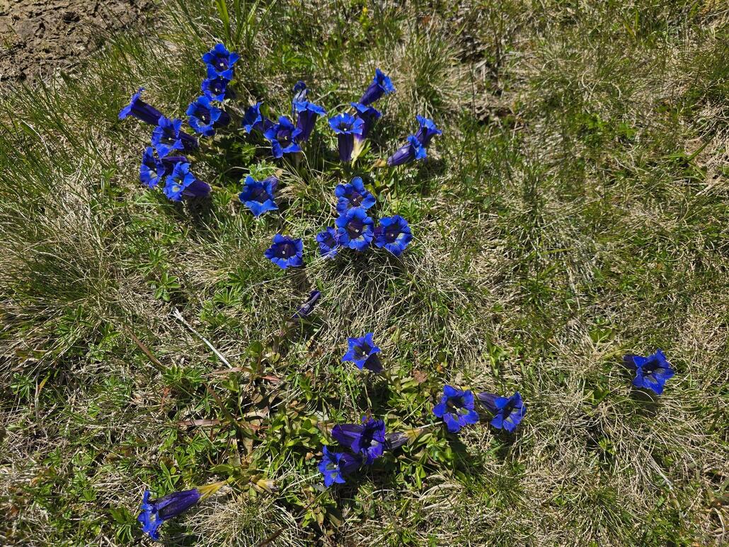 Am Wegrand spriessen unzählige Enziane