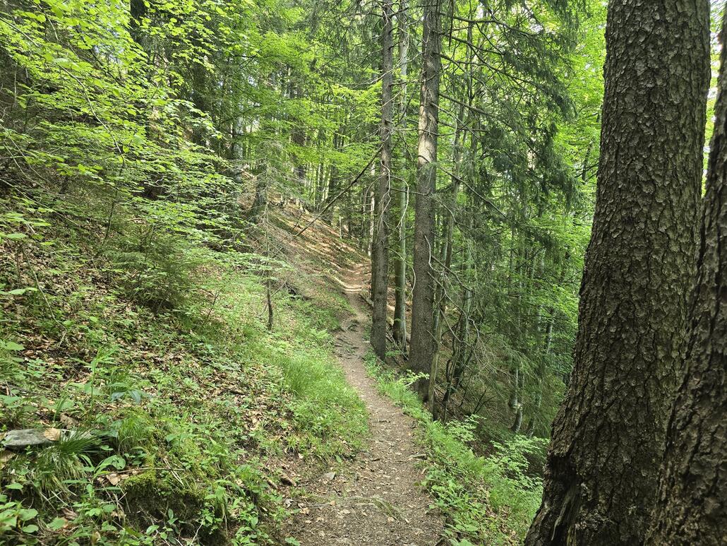Waldtrail runter in Richtung Kaiserstuhl