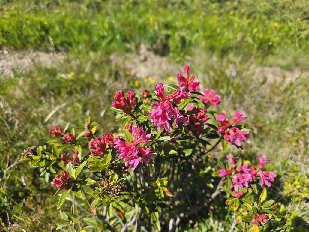 Am Wegrand blühen die ersten Alpenrosen