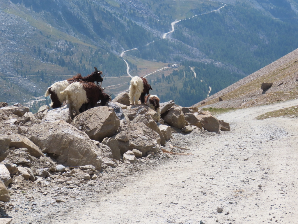 Wallister Schwarzhalsziegen am Wegesrand