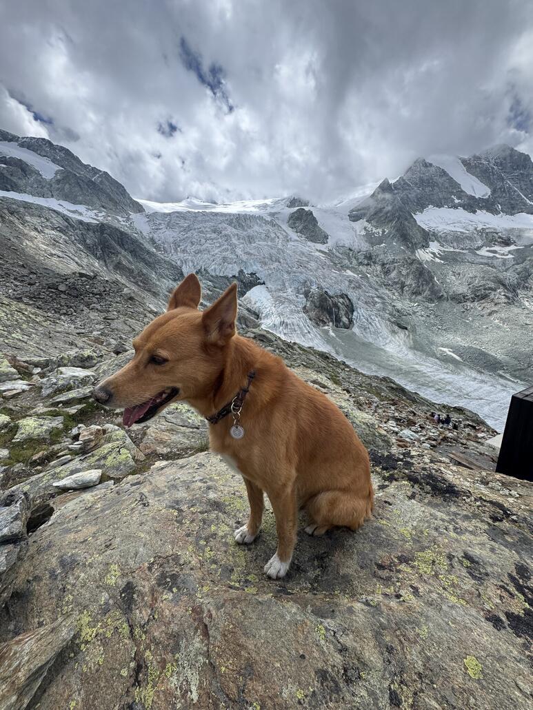Bravo Skype. Mit 9 Jahren eine gute Leistung. Im Menschenleben wäre er ca. 70 jahre alt.