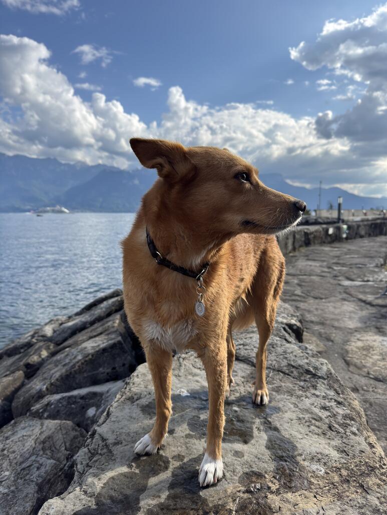 und zum Abschluss des Tages gibts noch einen sprung in den See bei Corseaux