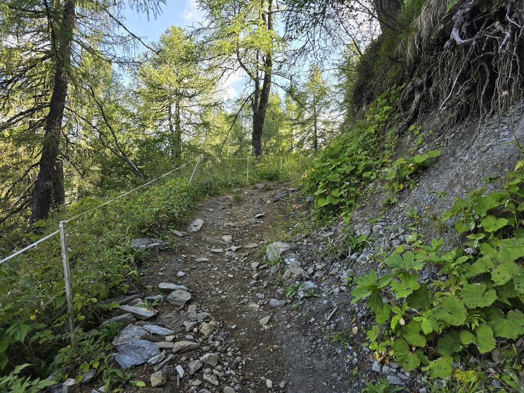 Unterwegs im lichten Lärchenwald oberhalb vom Böcc da Ce