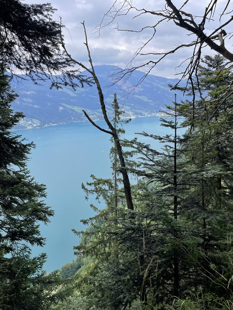 Danach auf dem Grat viel im Wald und nur zwischendurch Aussicht.
