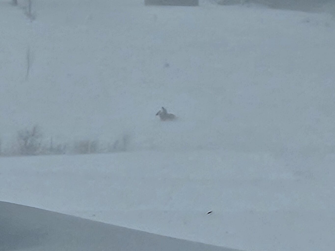 Irgendwer ist bei 60 cm mit seinem Pferd unterwegs.